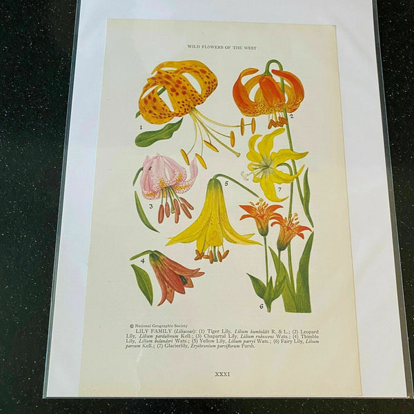 Lily Family Tiger Leopard Yellow Fairy Glacierlily Wildflower 1927 Vintage Print